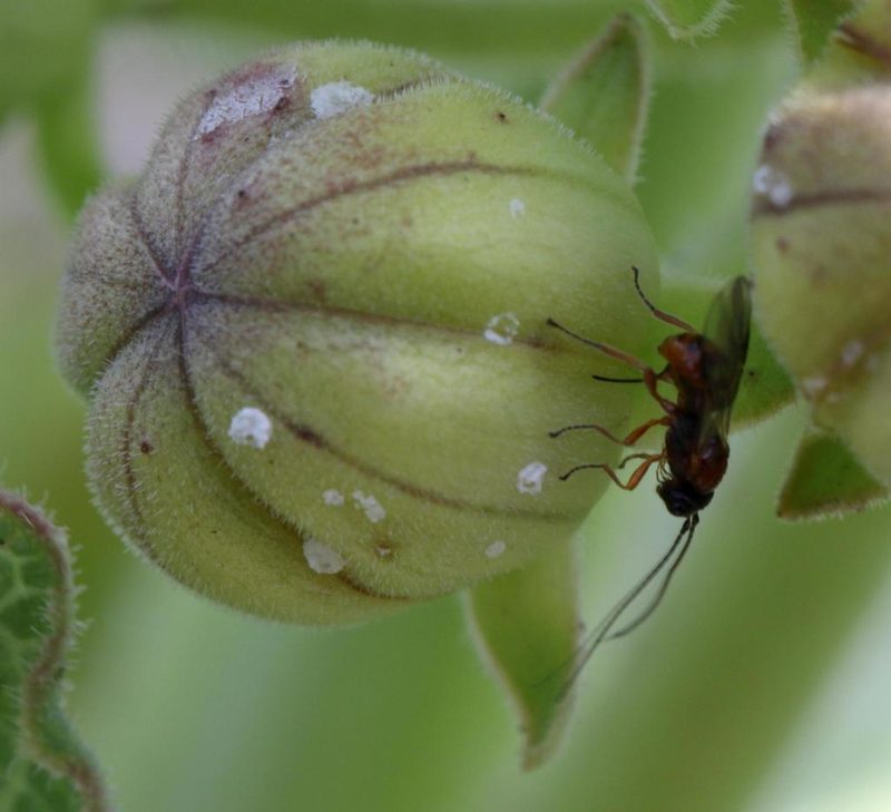 Xysmalobium undulatum, photographed by Alan Manson