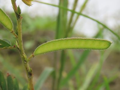 Chamaecrista mimosoides, photographed by chiuluan