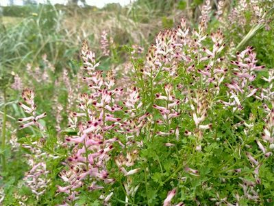 Fumaria bastardii, photographed by John Barkla