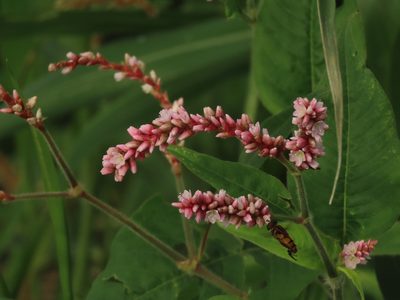 Persicaria orientalis, photographed by chiuluan