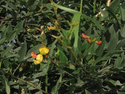 Cajanus cajan, photographed by chiuluan