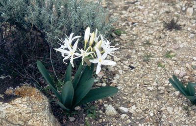 Pancratium illyricum, photographed by Michael Andresek