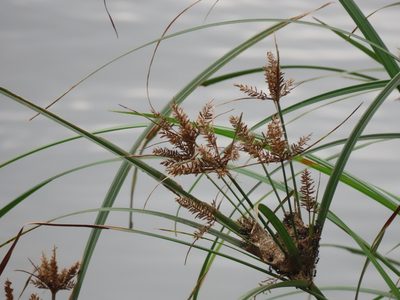 Cyperus ohwii, photographed by chiuluan