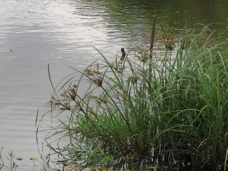 Cyperus ohwii, photographed by chiuluan