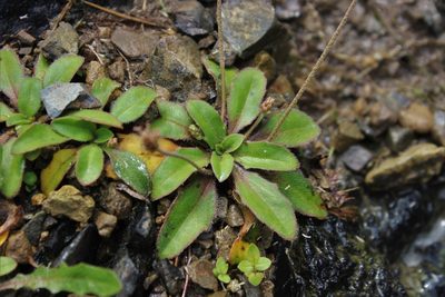 Plantago raoulii, photographed by Joe Dillon