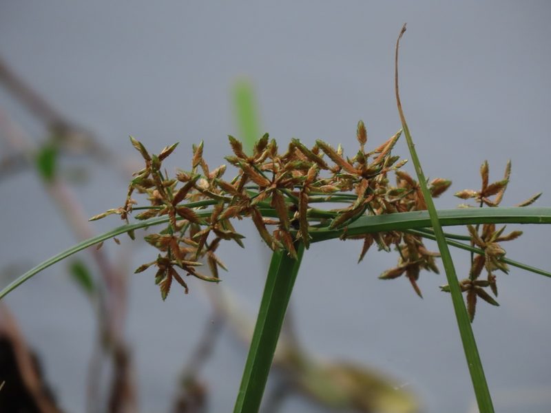 Cyperus platystylis, photographed by chiuluan