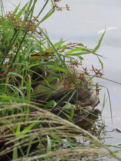 Cyperus platystylis, photographed by chiuluan