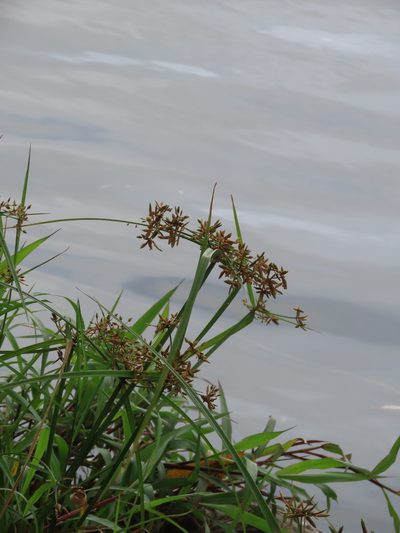 Cyperus platystylis, photographed by chiuluan