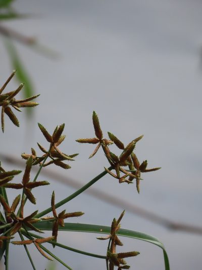 Cyperus platystylis, photographed by chiuluan