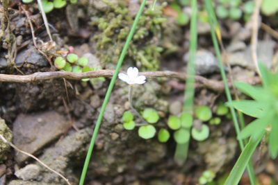 Epilobium nummulariifolium, photographed by Joe Dillon
