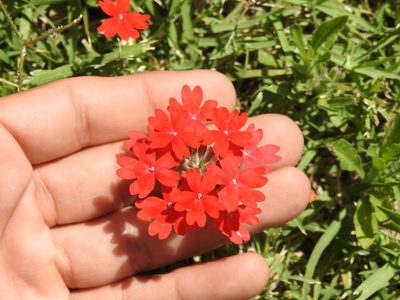Verbena peruviana, photographed by Eduardo Luis Beltrocco