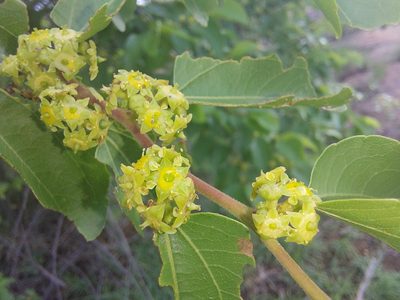 Ziziphus mucronata, photographed by Manuel R Popp