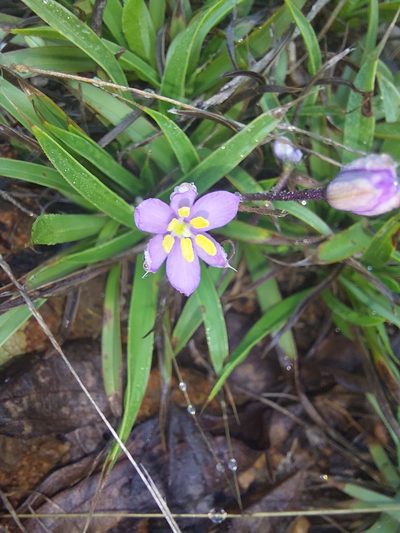 Xerophyta humilis, photographed by Manuel R Popp