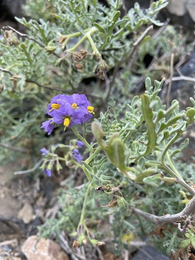 Solanum remyanum, photographed by Franco Capriroli