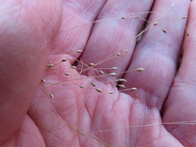 Panicum bisulcatum, photographed by Timur Kalininsky