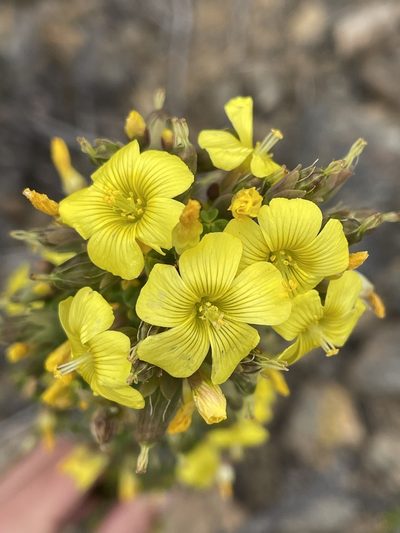 Oxalis virgosa, photographed by Franco Capriroli