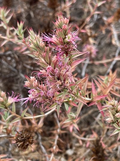 Pleurophora pungens, photographed by Franco Capriroli