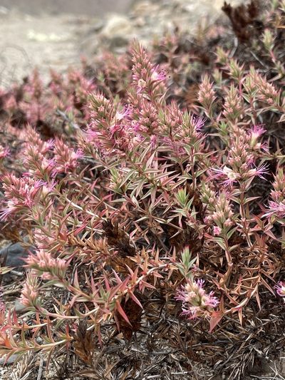 Pleurophora pungens, photographed by Franco Capriroli