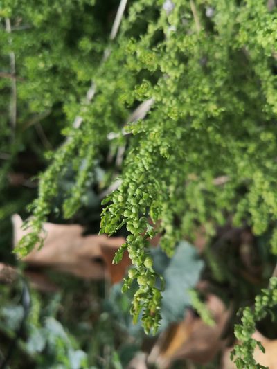 Dysphania multifida, photographed by Noa