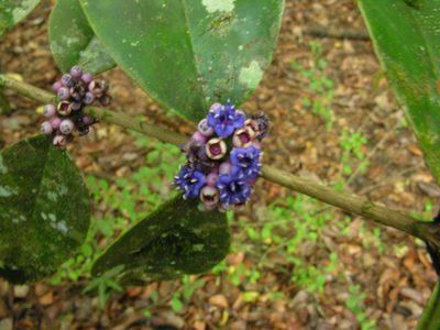 Memecylon caeruleum, photographed by Eugene Popov