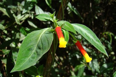 Manettia luteorubra, photographed by Lucas Kaminski