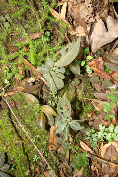 Manettia luteorubra, photographed by Lucas Kaminski