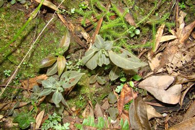 Manettia luteorubra, photographed by Lucas Kaminski