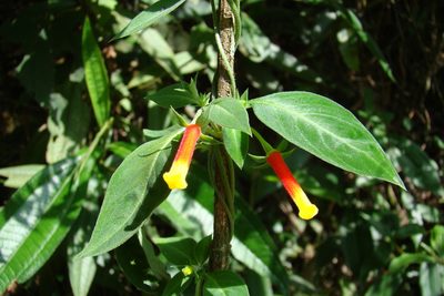 Manettia luteorubra, photographed by Lucas Kaminski