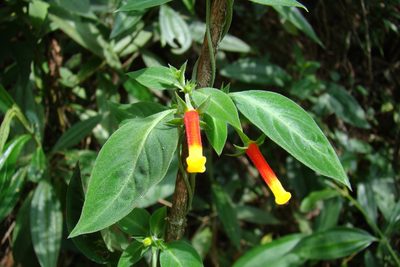 Manettia luteorubra, photographed by Lucas Kaminski