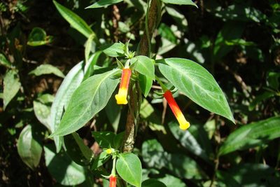Manettia luteorubra, photographed by Lucas Kaminski