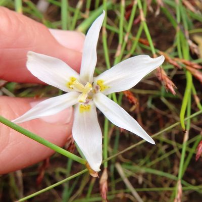 Moraea elsiae, photographed by linkie
