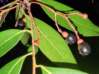 Damburneya coriacea, photographed by Tom Field