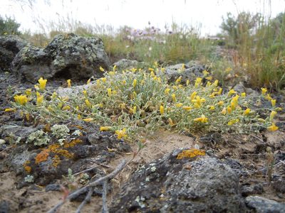 Physaria ludoviciana, photographed by Matt Lavin