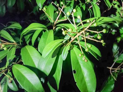 Ardisia escallonioides, photographed by Tom Field
