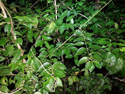 Chiococca alba, photographed by Tom Field