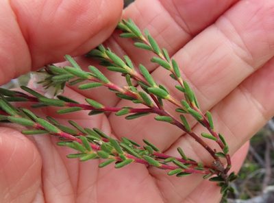 Euchaetis schlechteri, photographed by linkie