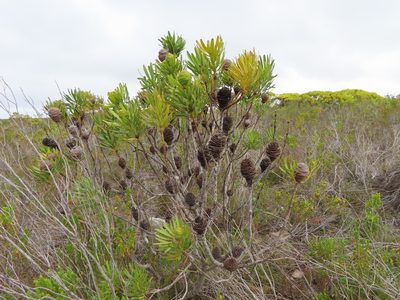Leucadendron platyspermum, photographed by linkie