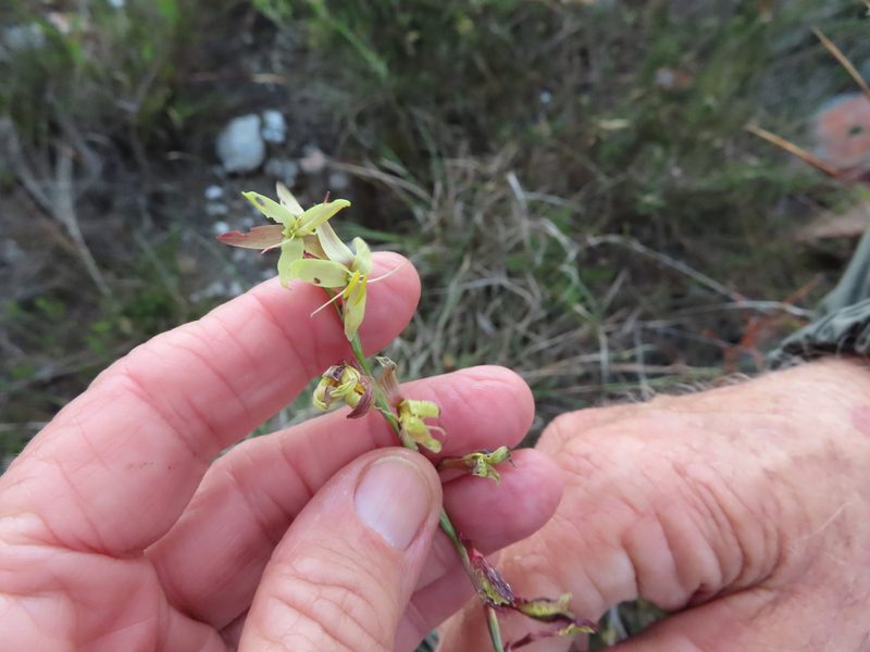 Hesperantha radiata, photographed by linkie