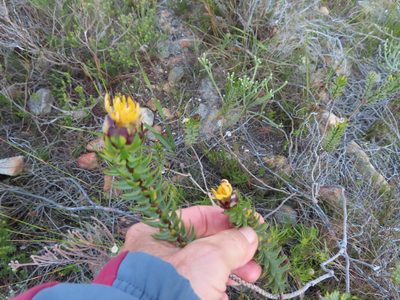 Lachnaea aurea, photographed by linkie