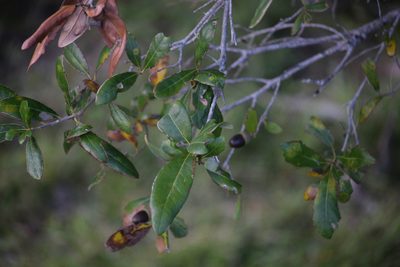 Quercus geminata, photographed by Neli Kanonerova