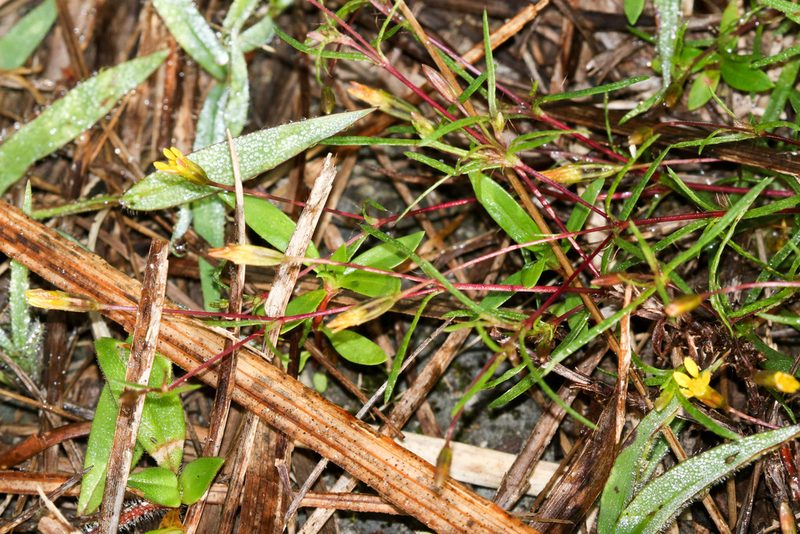 Pectis glaucescens, photographed by Tom Field