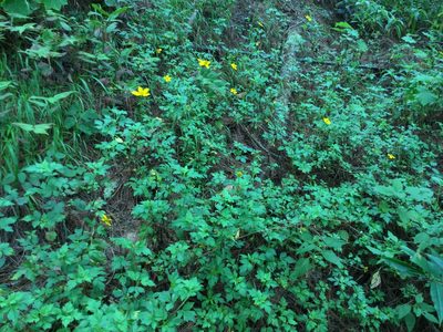 Bidens ostruthioides, photographed by Erick Vélez Sánchez