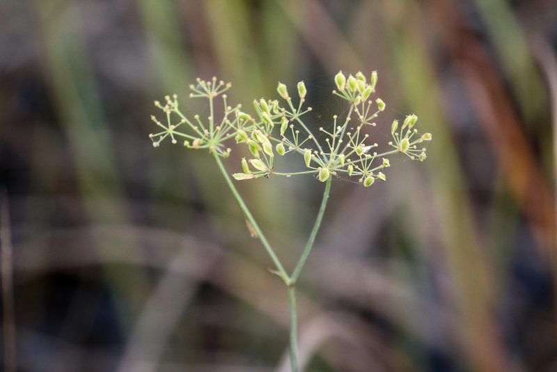 Tiedemannia filiformis, photographed by Tom Field