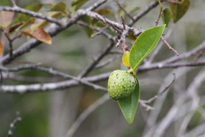 Annona glabra, photographed by Tom Field
