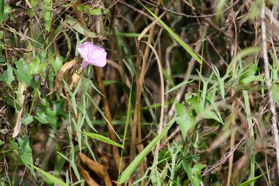 Ipomoea sagittata, photographed by Tom Field