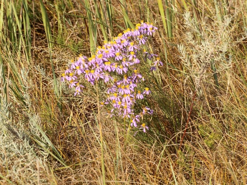 Galatella angustissima, photographed by Andrew Bazdyrev