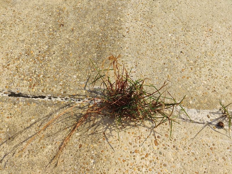 Schizachyrium maritimum, photographed by Scott Allen Davis