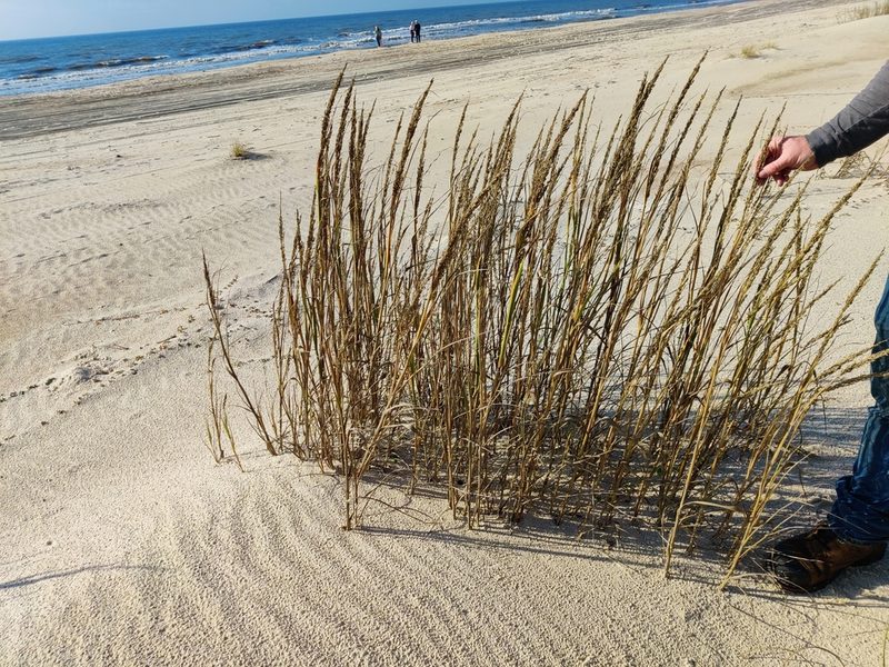 Panicum amarum, photographed by Scott Allen Davis