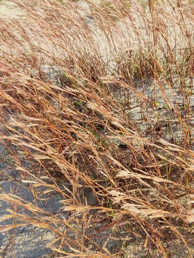 Schizachyrium maritimum, photographed by Scott Allen Davis