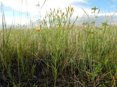 Linum compactum, photographed by Matt Lavin